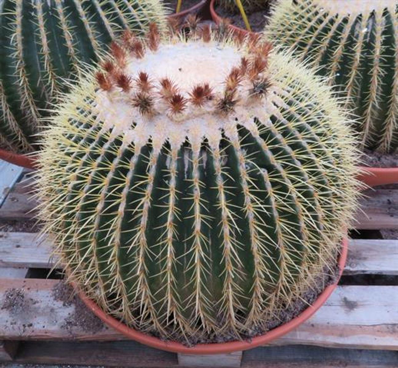 Echinocactus Assorted - View 9 from www redcrocus com