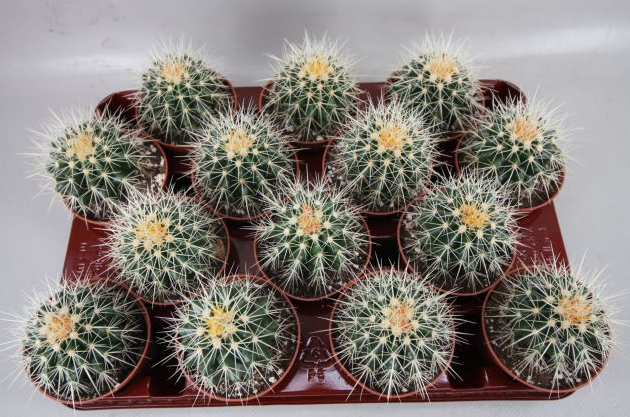 Echinocactus Assorted - View 9 from www redcrocus com