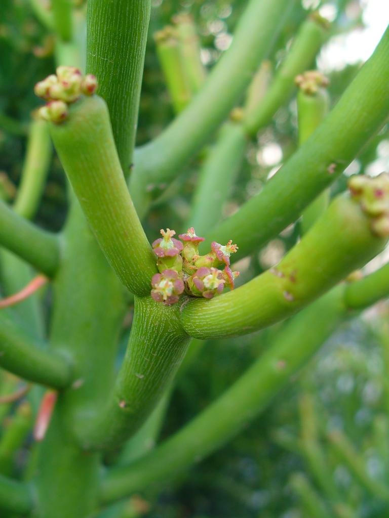 Euphorbia Tirucalli - View 10 from www redcrocus com