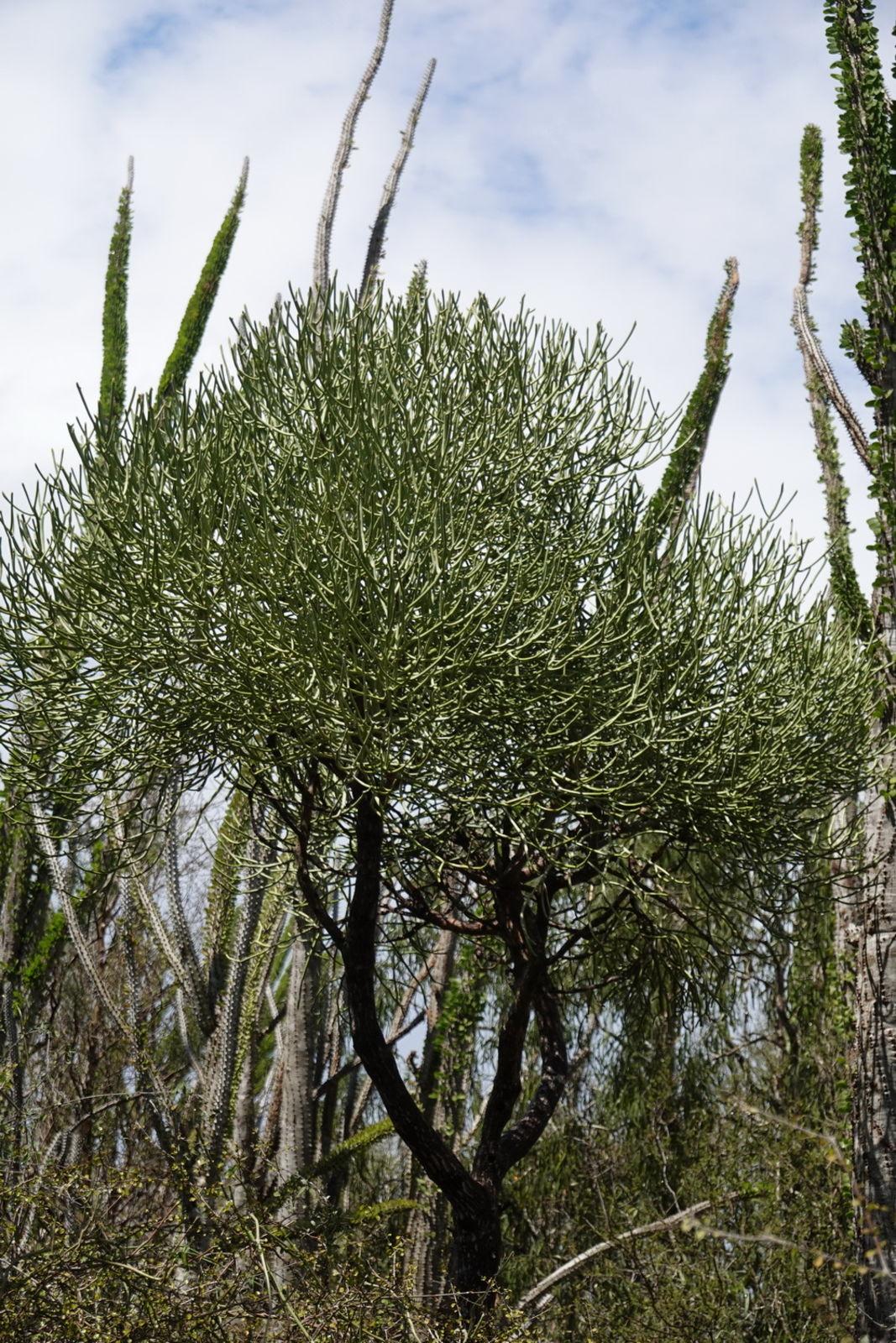Euphorbia Tirucalli - View 11 from www redcrocus com