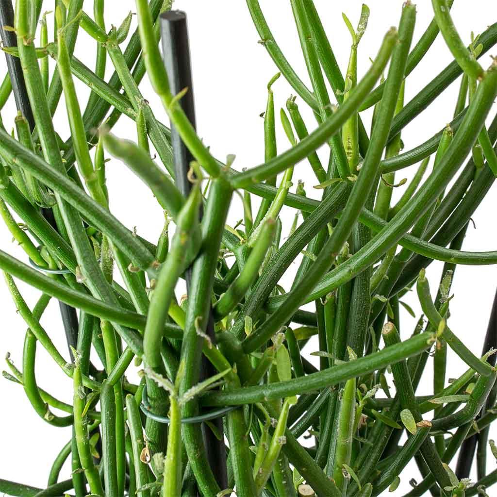 Euphorbia Tirucalli - View 12 from www redcrocus com