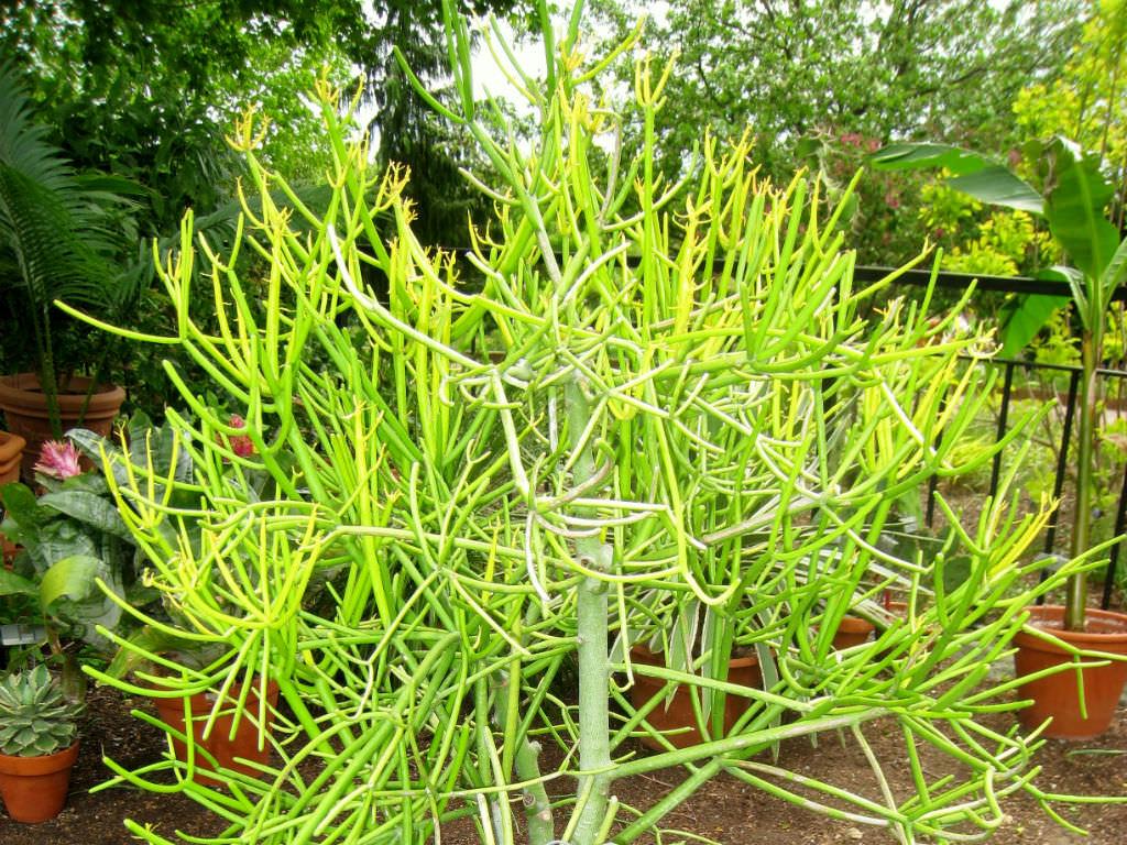 Euphorbia Tirucalli - View 13 from www redcrocus com