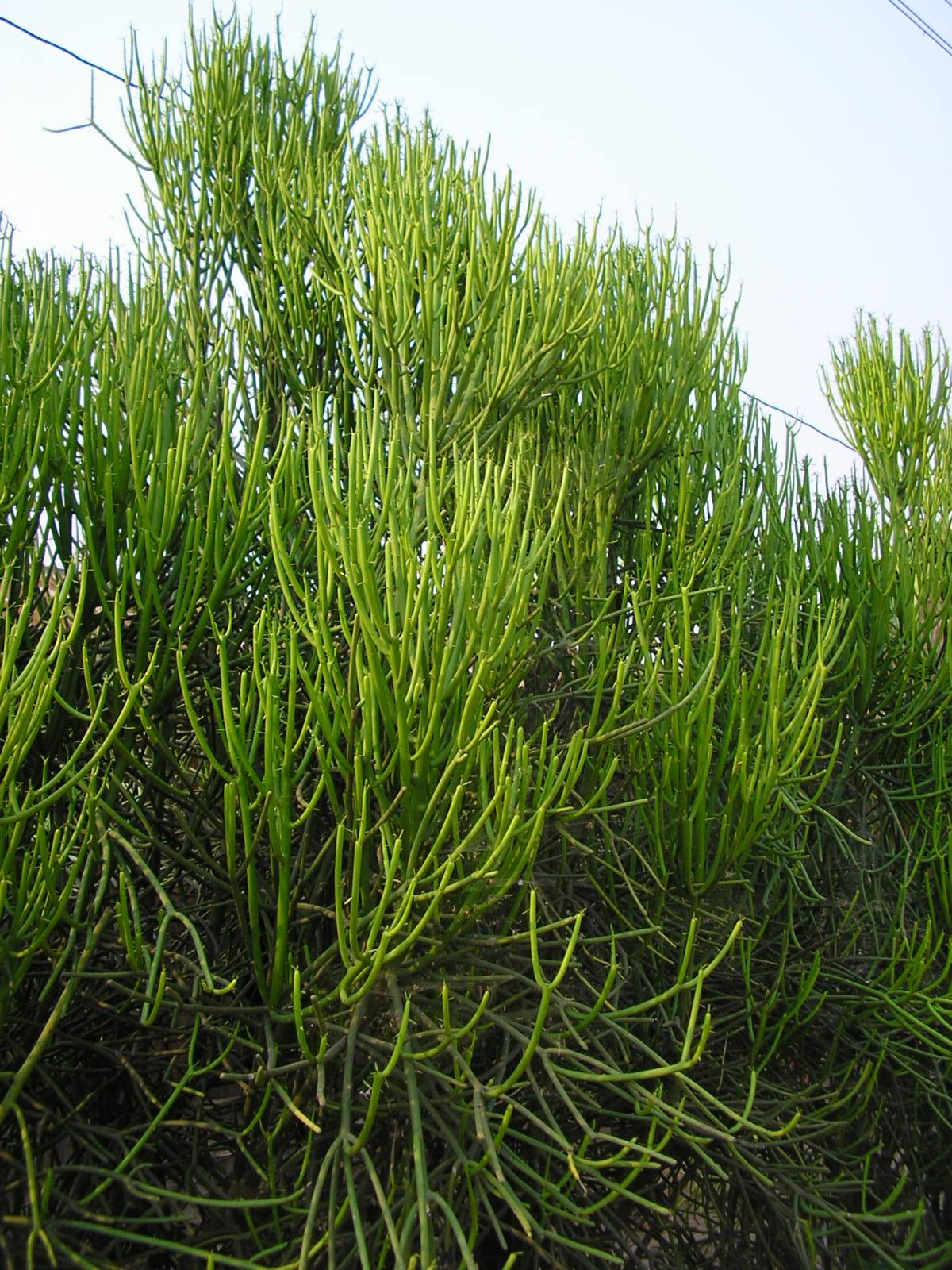 Euphorbia Tirucalli - View 15 from www redcrocus com