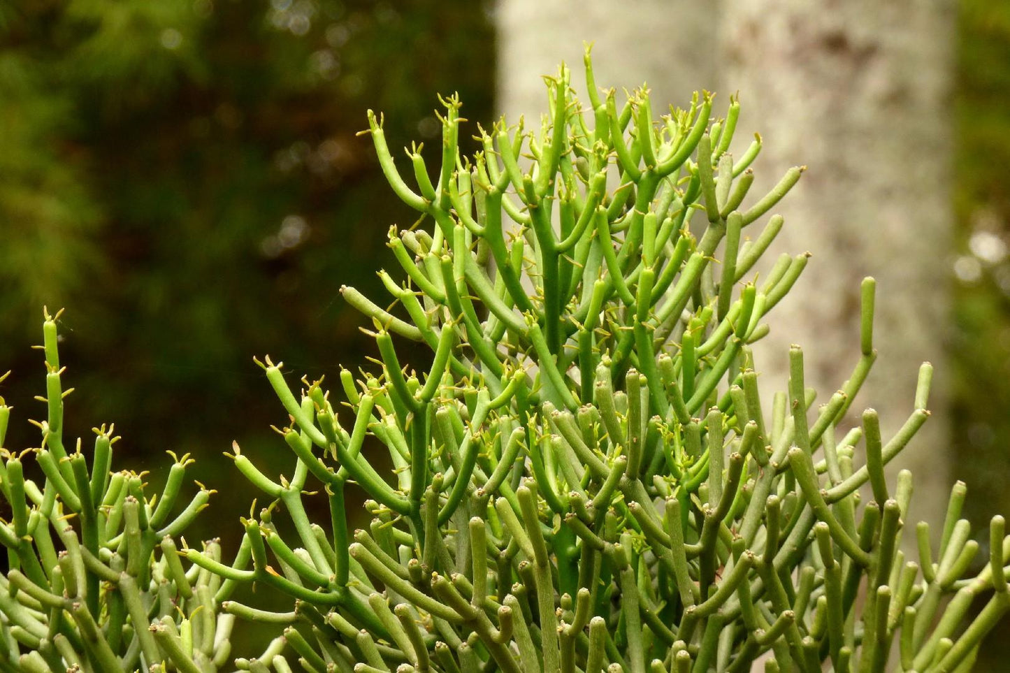 Euphorbia Tirucalli - View 16 from www redcrocus com
