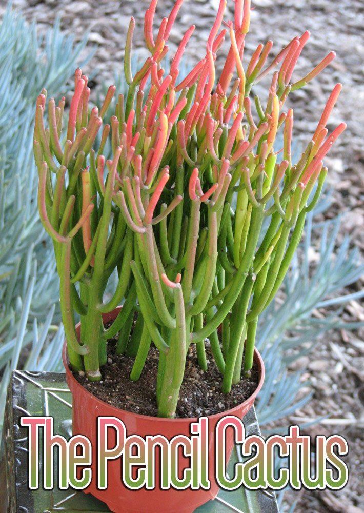 Euphorbia Tirucalli - View 17 from www redcrocus com