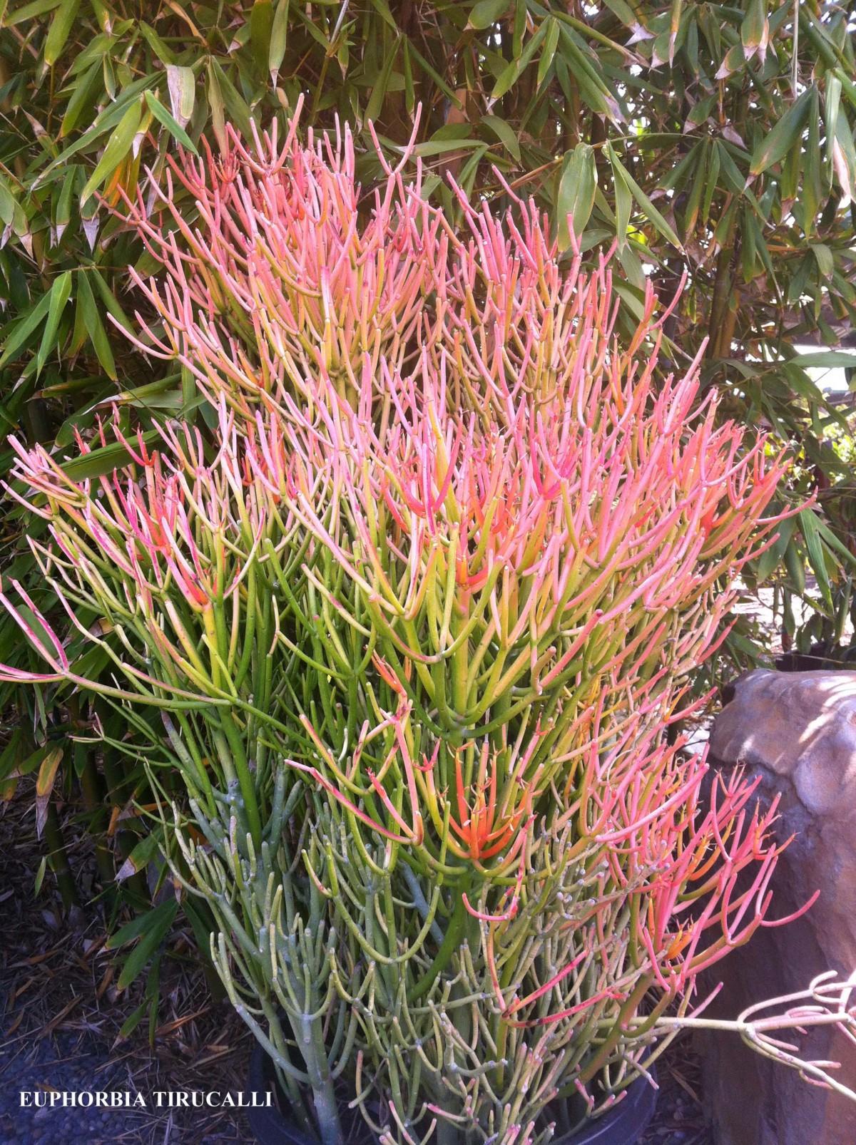 Euphorbia Tirucalli - View 19 from www redcrocus com