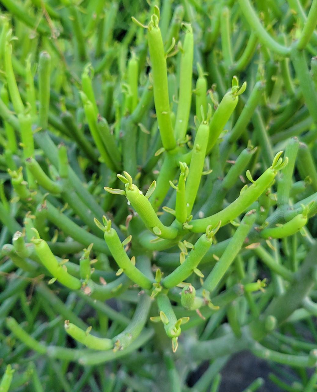 Euphorbia Tirucalli - View 1 from www redcrocus com