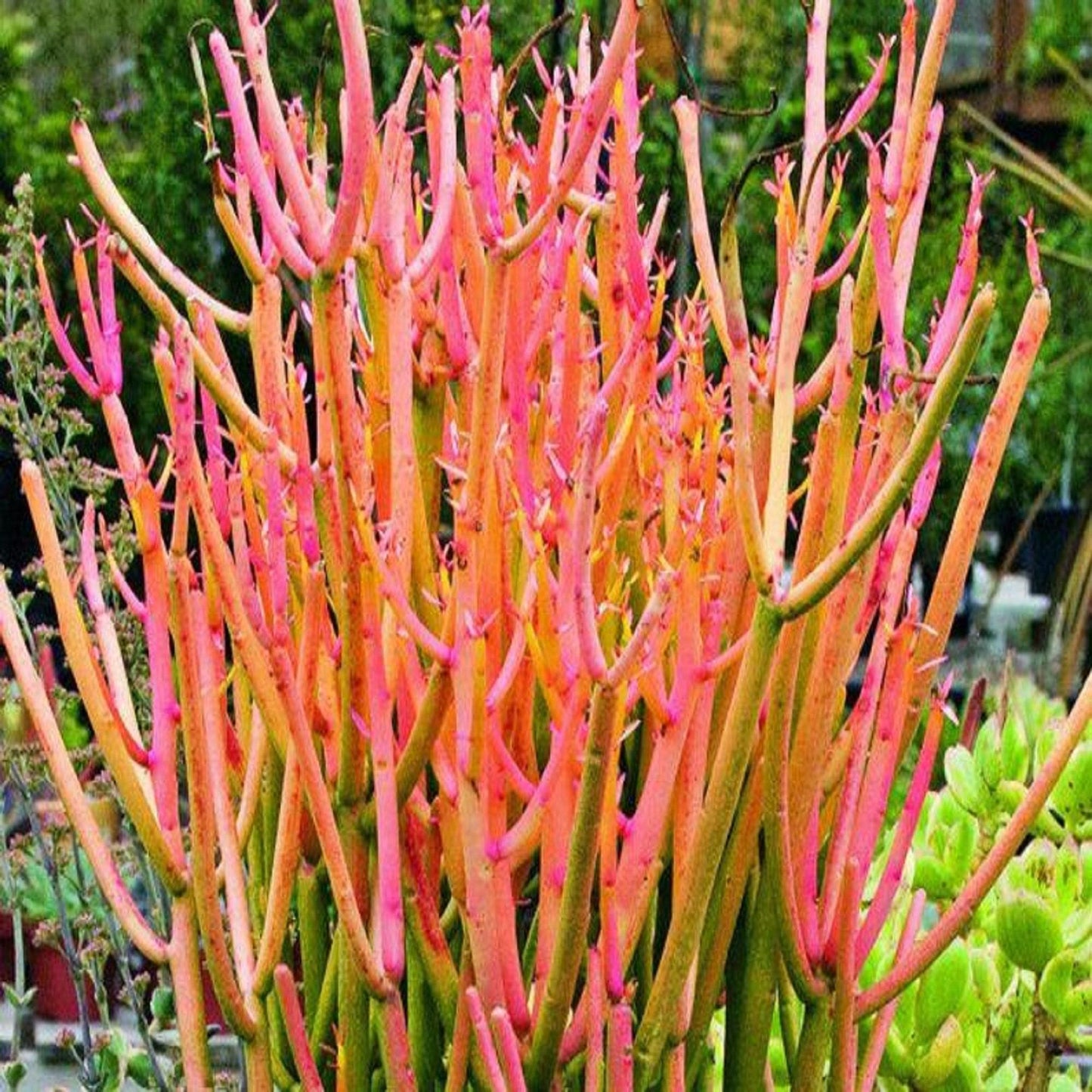 Euphorbia Tirucalli - View 20 from www redcrocus com