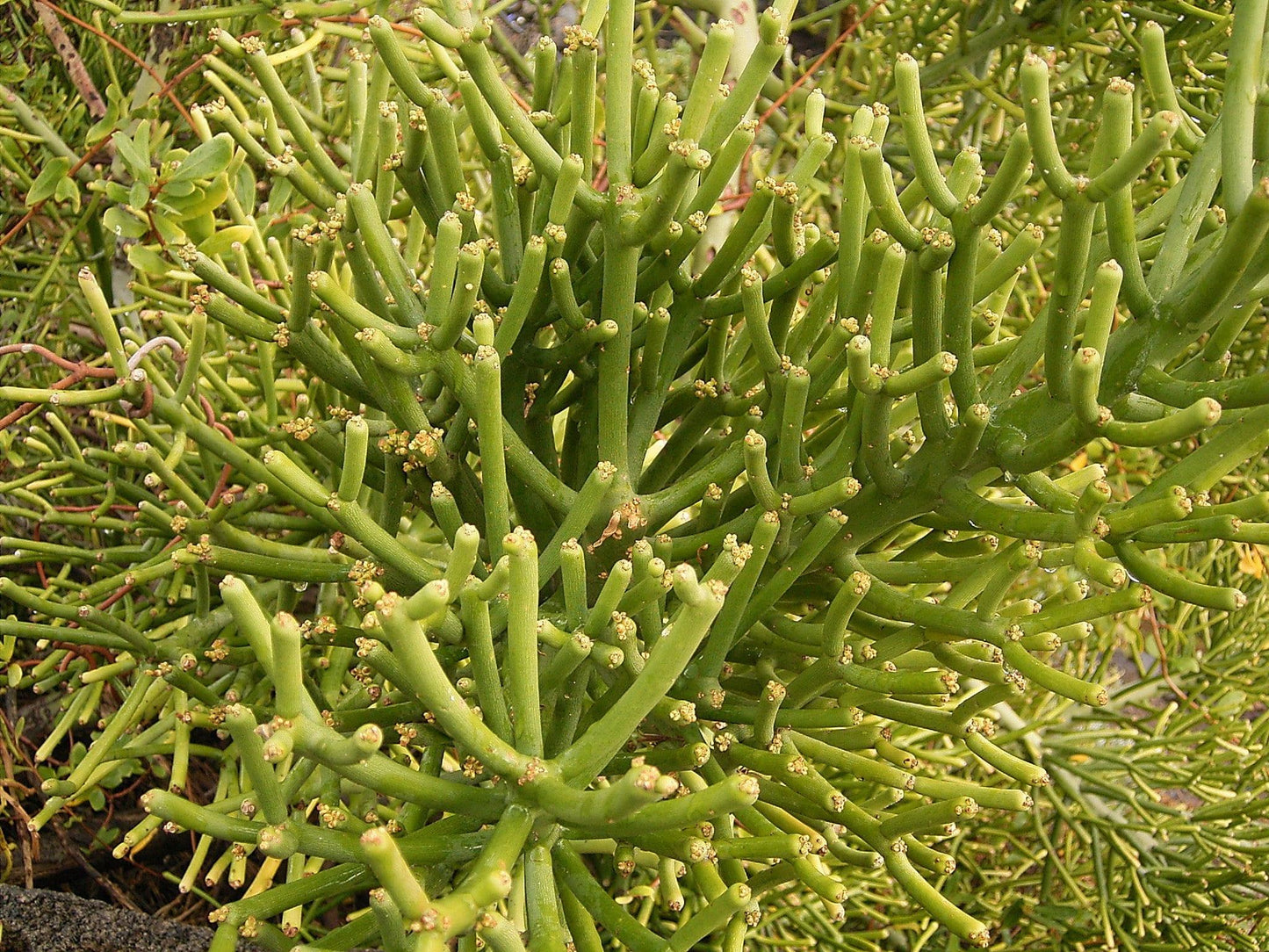 Euphorbia Tirucalli - View 2 from www redcrocus com