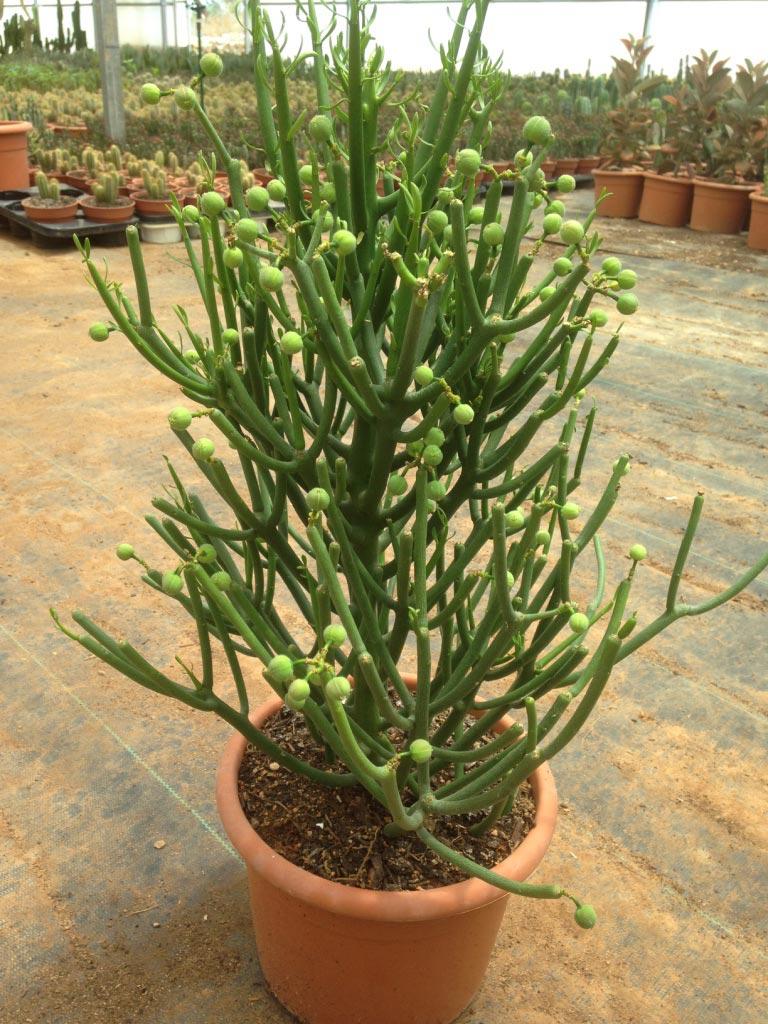 Euphorbia Tirucalli - View 4 from www redcrocus com