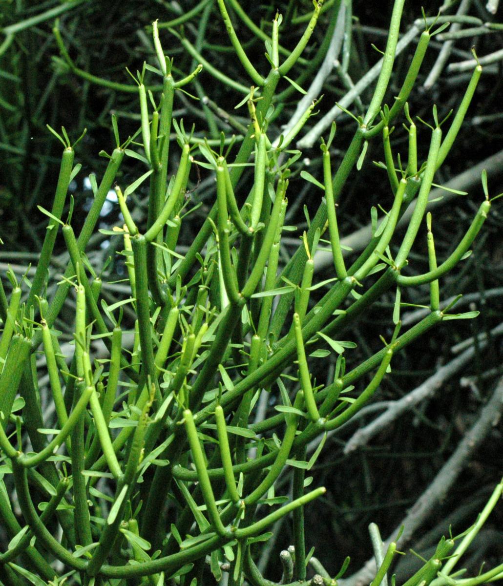 Euphorbia Tirucalli - View 6 from www redcrocus com