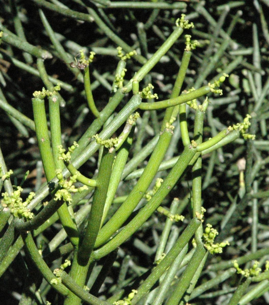 Euphorbia Tirucalli - View 7 from www redcrocus com
