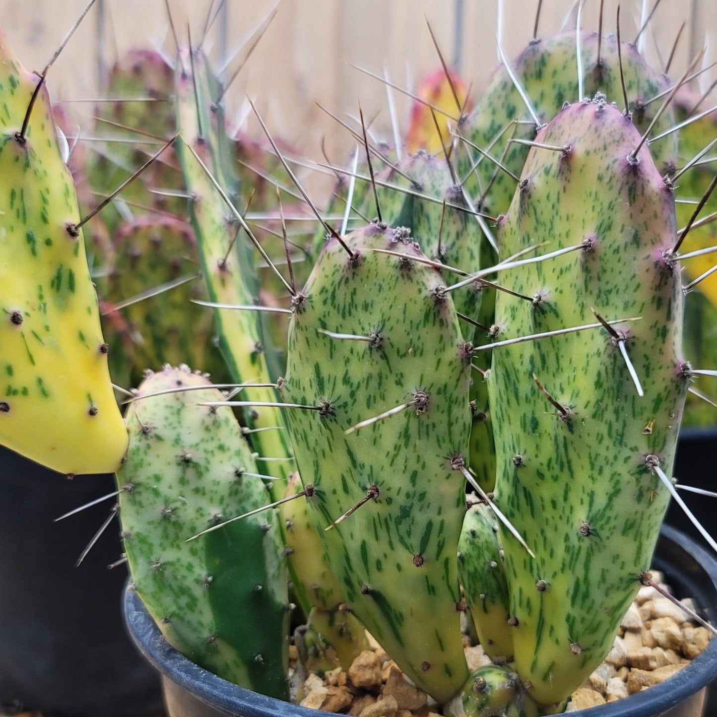 Cacti, Opuntia Cochenillifera 'variegata' - View 15 from www redcrocus com
