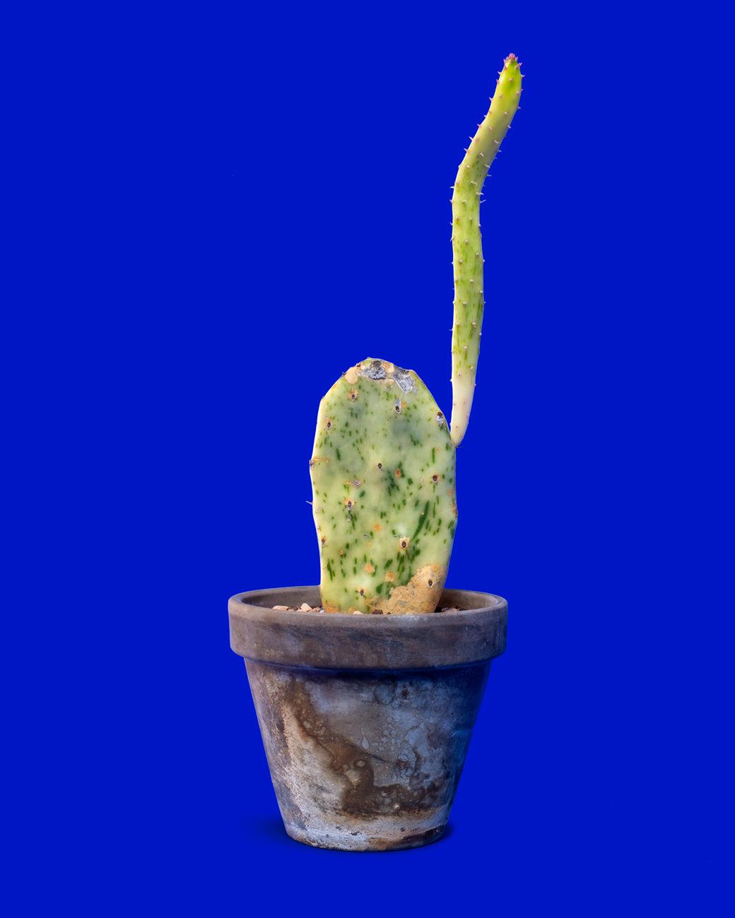 Cacti, Opuntia Cochenillifera 'variegata' - View 16 from www redcrocus com