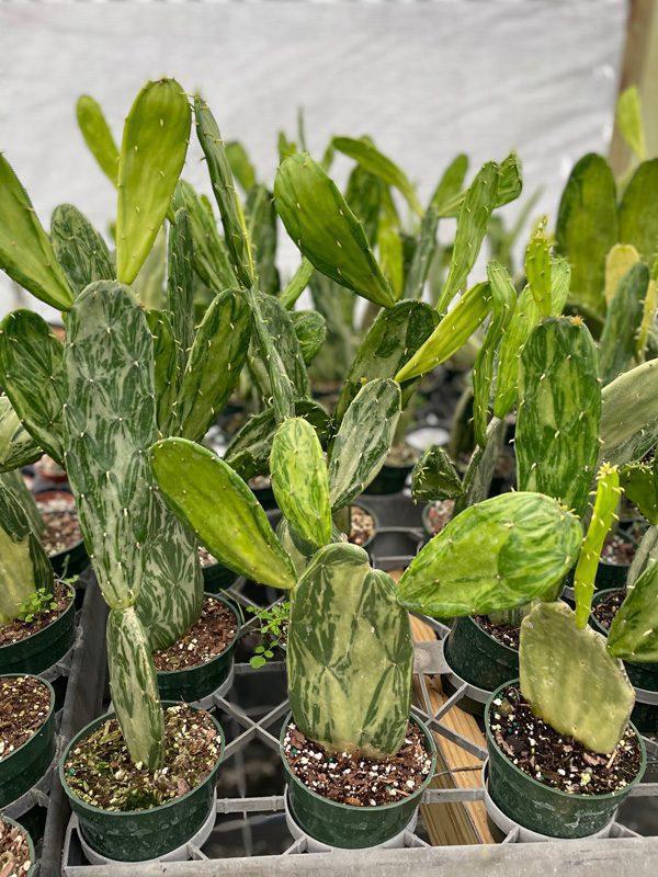Cacti, Opuntia Cochenillifera 'variegata' - View 18 from www redcrocus com