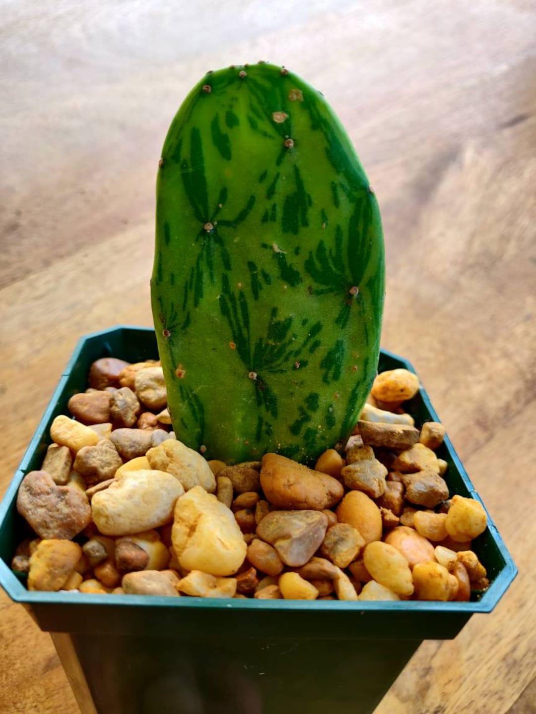Cacti, Opuntia Cochenillifera 'variegata' - View 5 from www redcrocus com