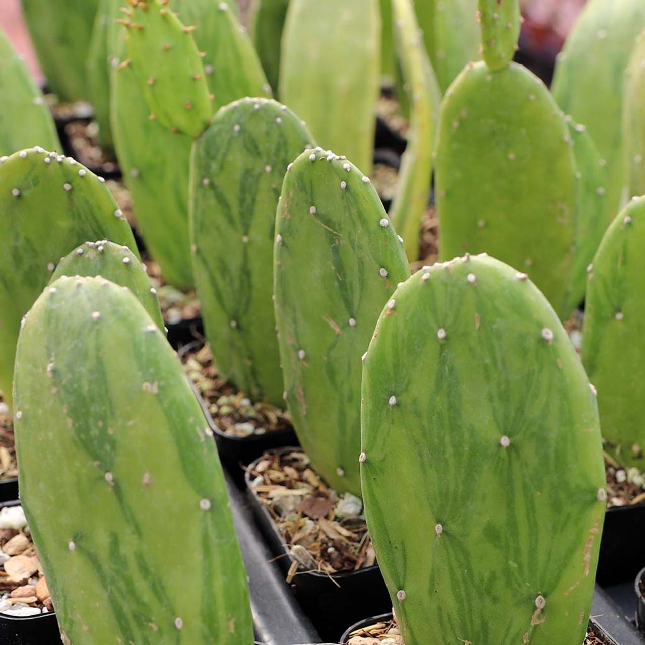 Cacti, Opuntia Cochenillifera 'variegata' - View 6 from www redcrocus com