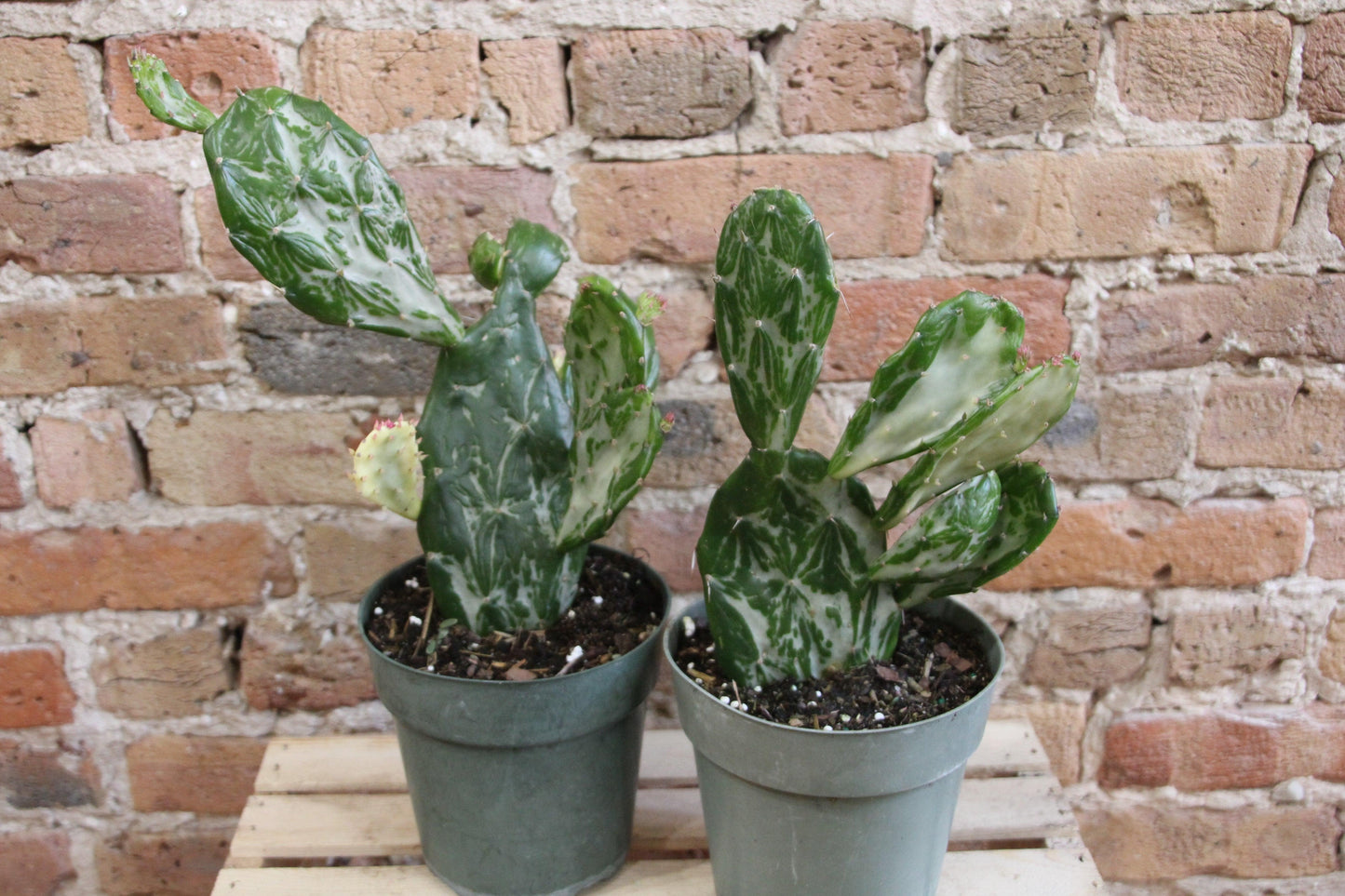 Cacti, Opuntia Cochenillifera 'variegata' - View 8 from www redcrocus com