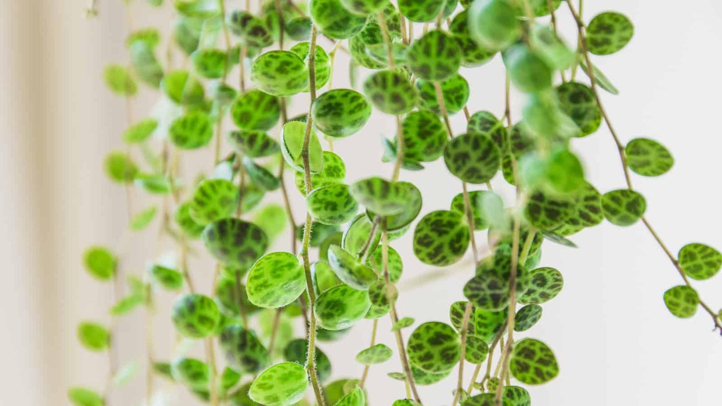 Succulent, 'string Of Turtles' - View 9 from www redcrocus com