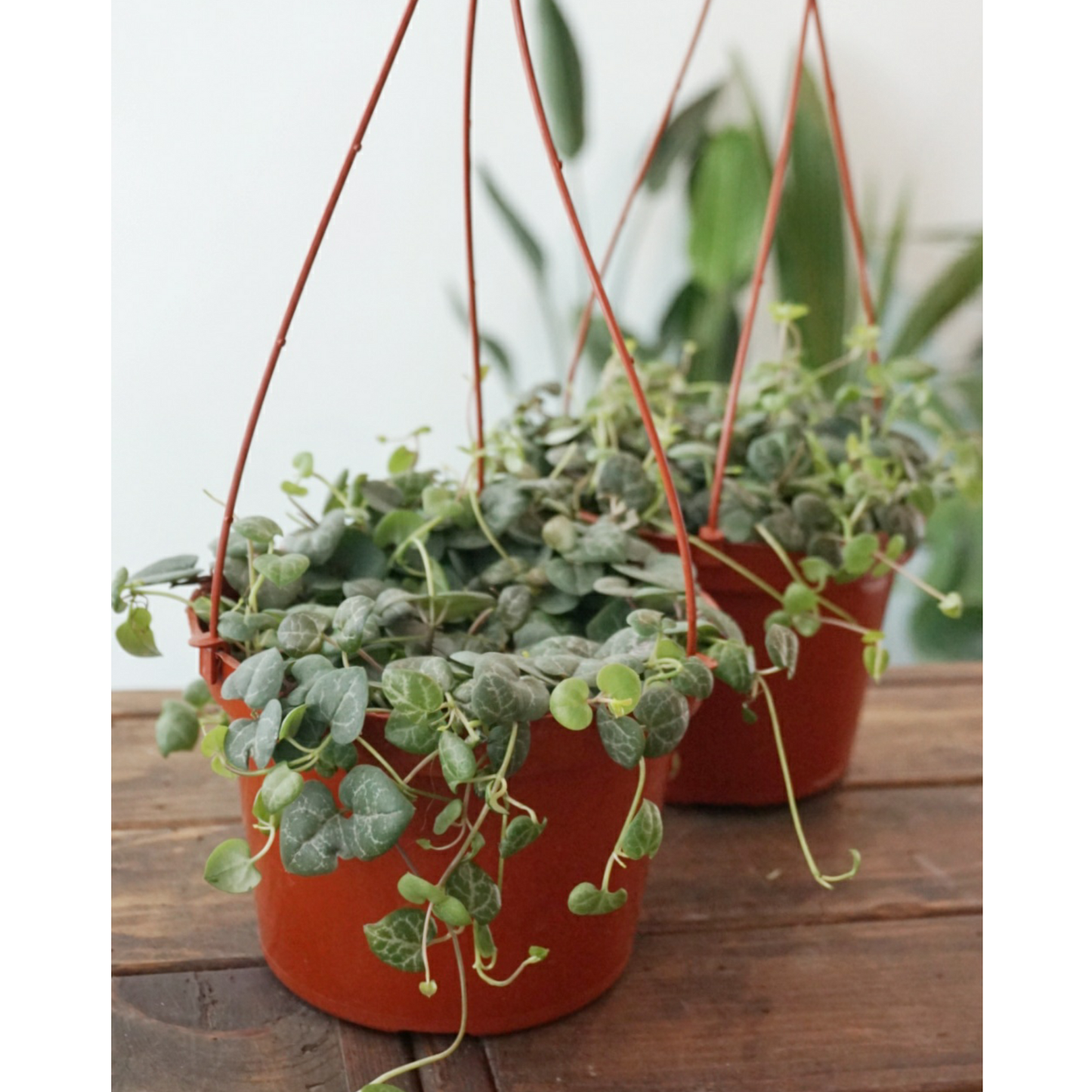 Succulent String Of Hearts - View 6 from www redcrocus com
