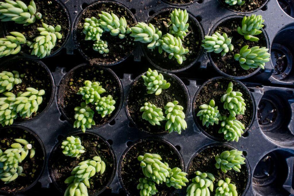 Succulent Burro S Tail - View 11 from www redcrocus com