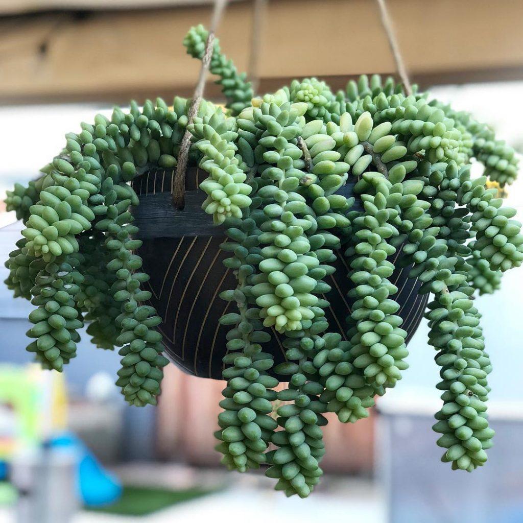 Succulent Burro S Tail - View 14 from www redcrocus com