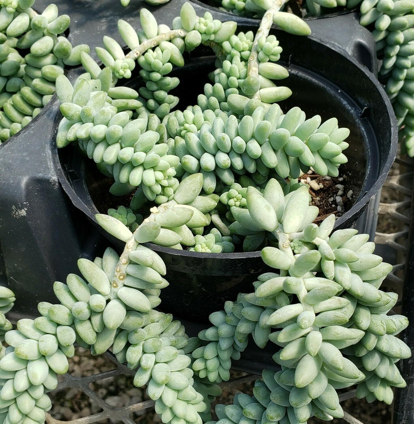 Succulent Burro S Tail - View 15 from www redcrocus com