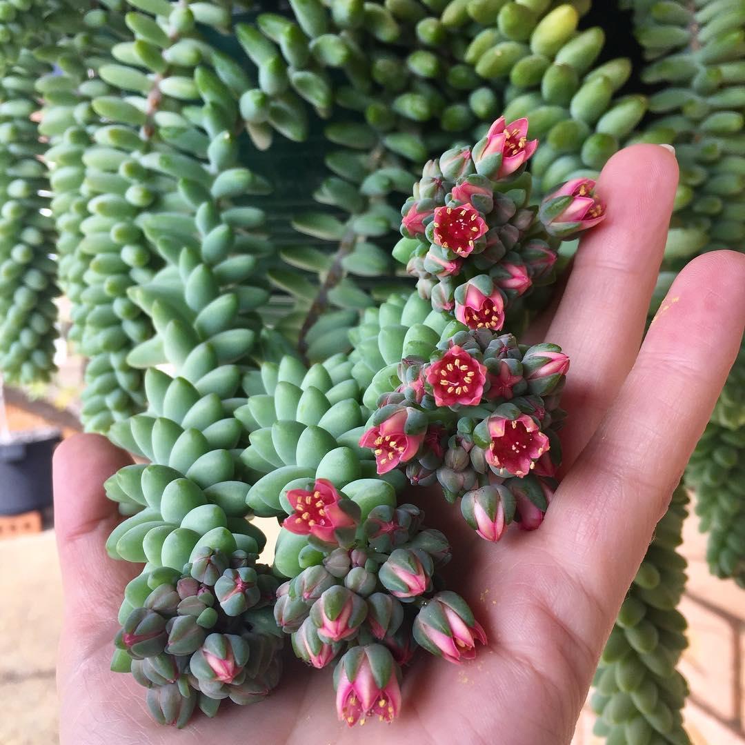 Succulent Burro S Tail - View 16 from www redcrocus com