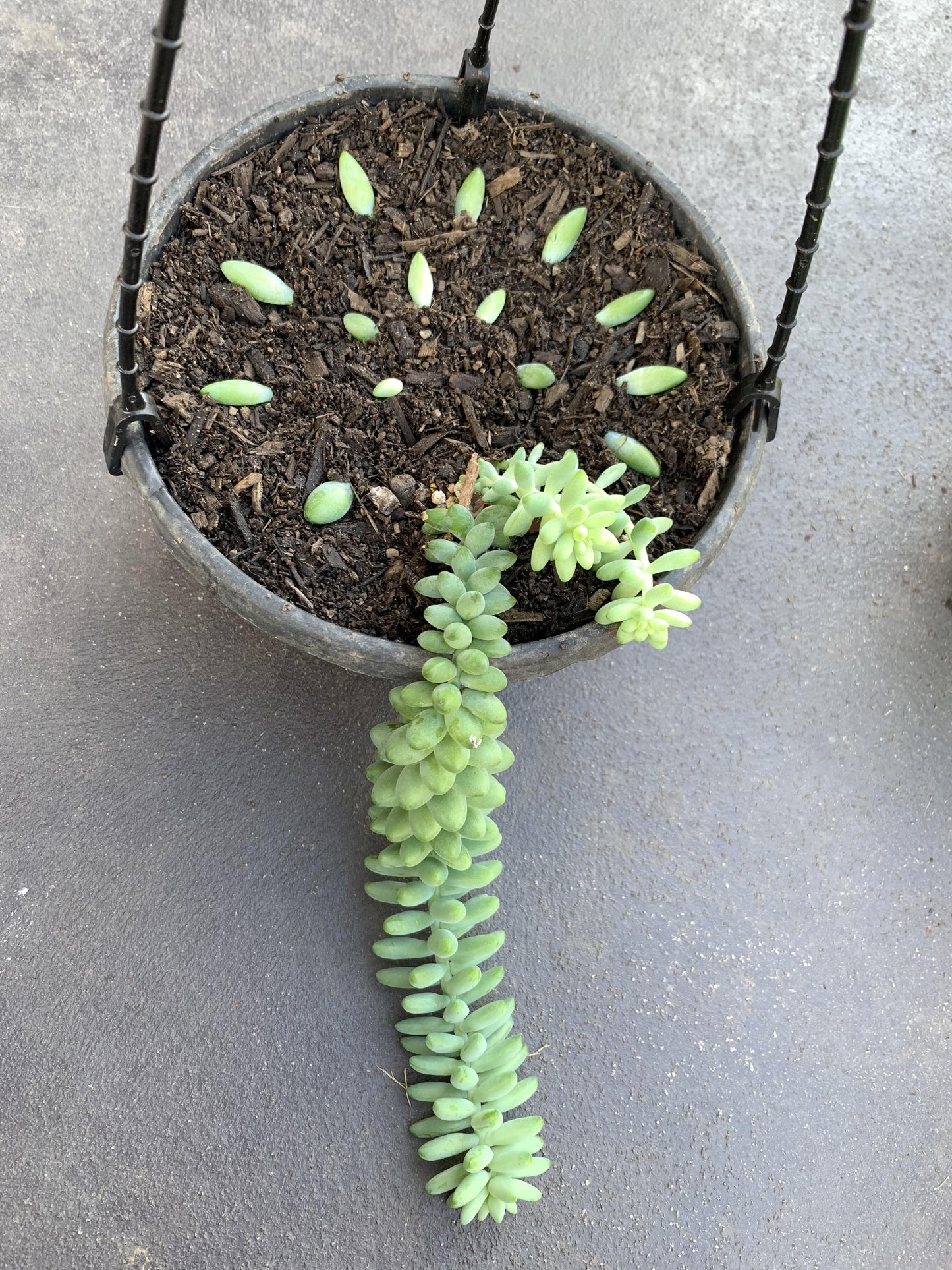 Succulent Burro S Tail - View 17 from www redcrocus com