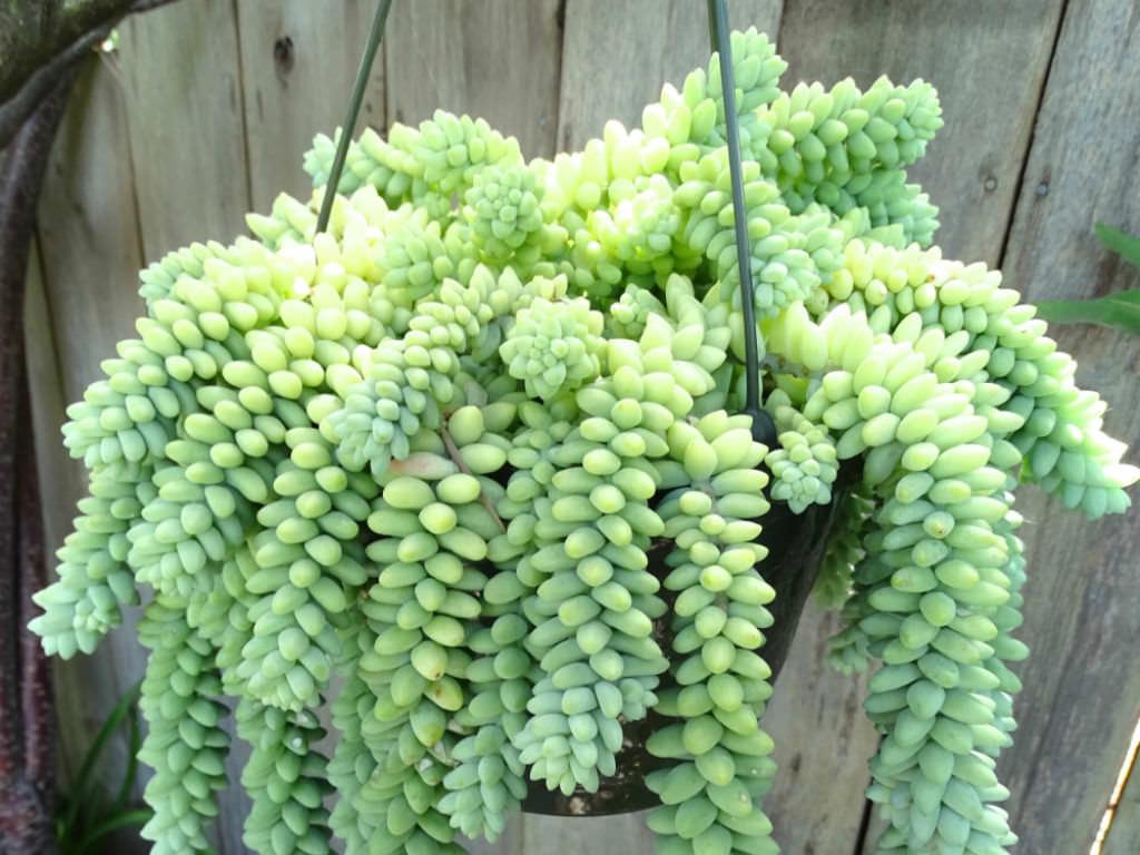 Succulent Burro S Tail - View 19 from www redcrocus com