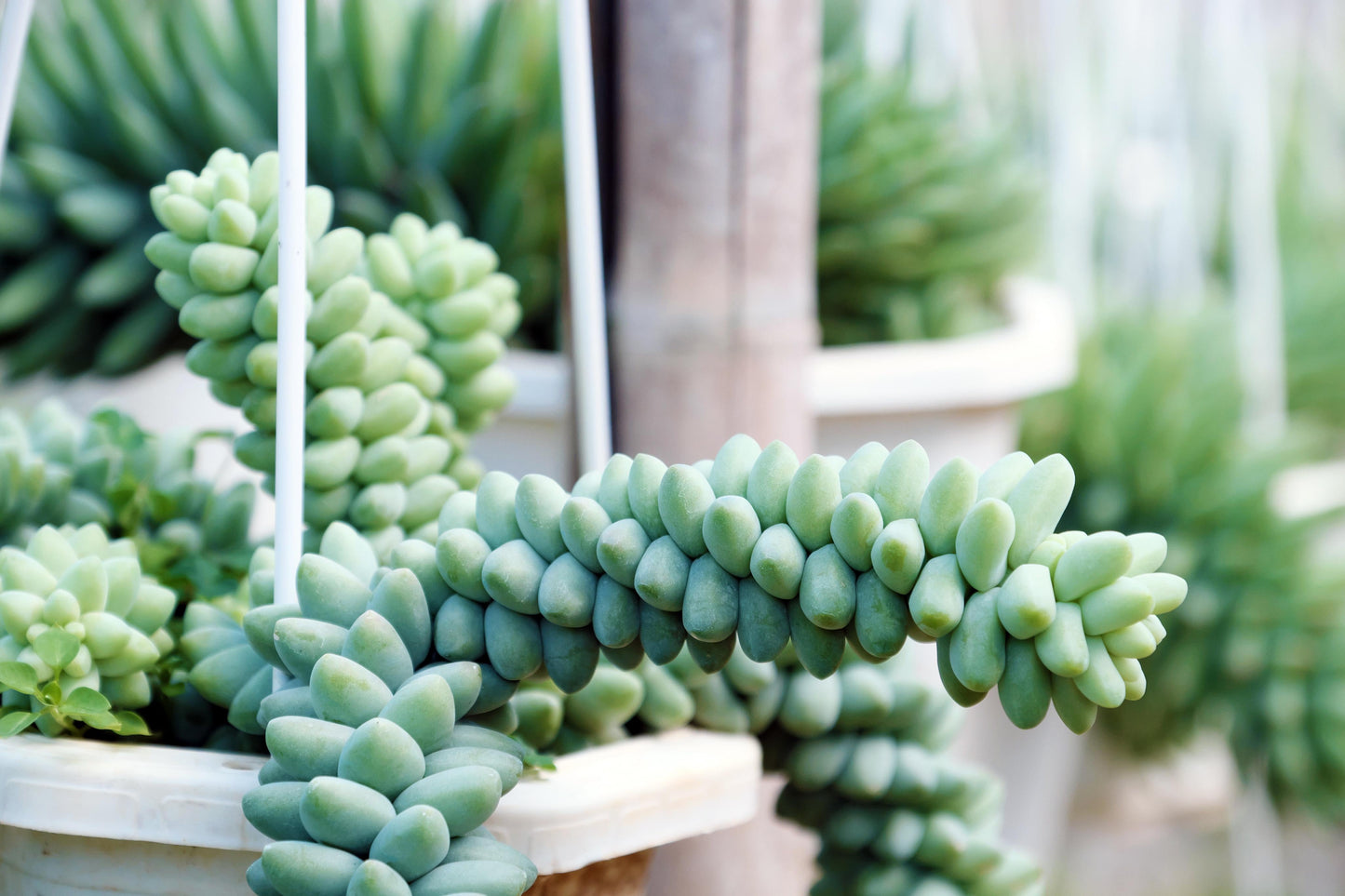 Succulent Burro S Tail - View 2 from www redcrocus com