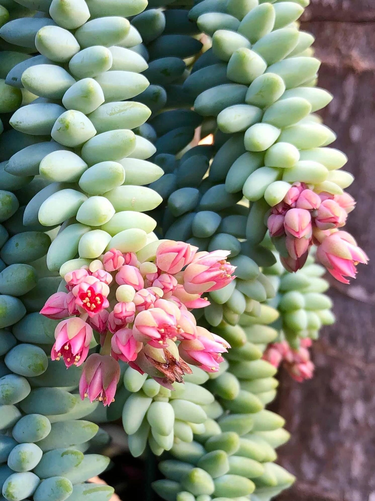 Succulent Burro S Tail - View 3 from www redcrocus com