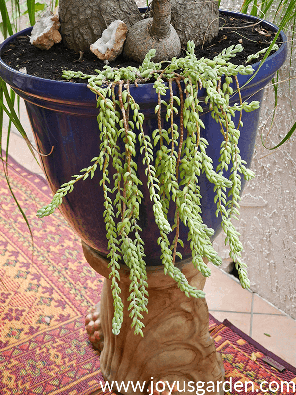 Succulent Burro S Tail - View 5 from www redcrocus com