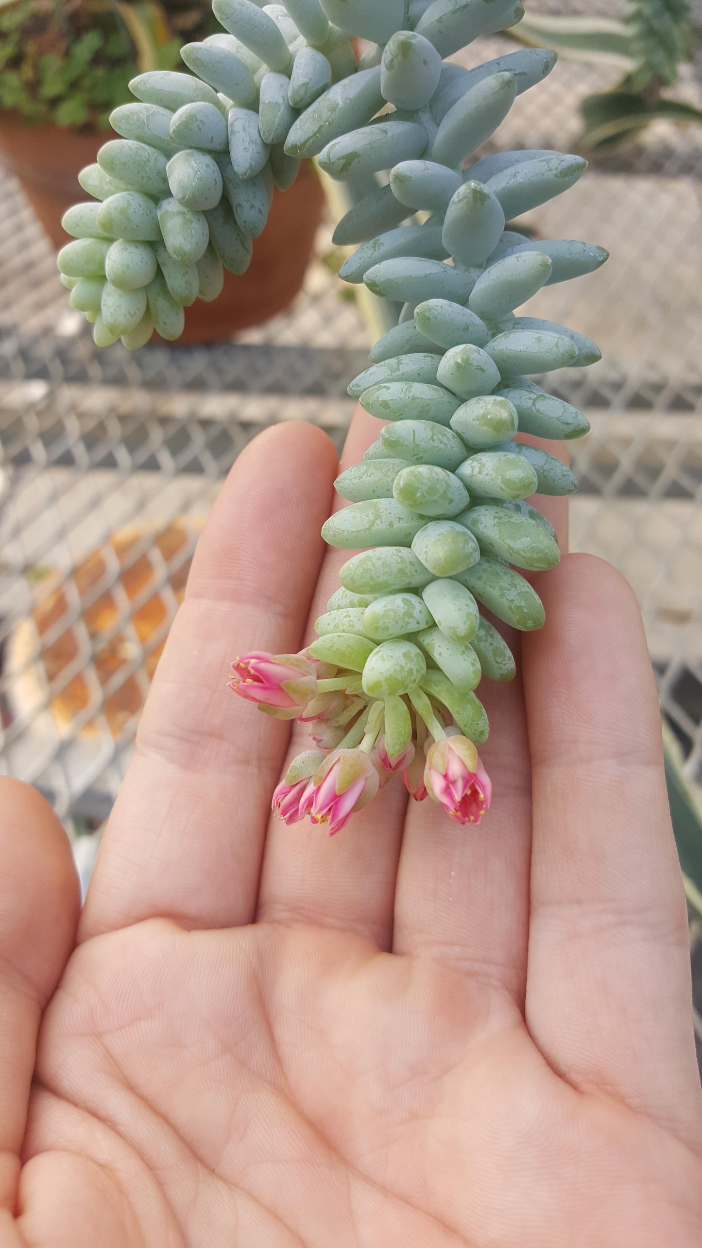 Succulent Burro S Tail - View 6 from www redcrocus com