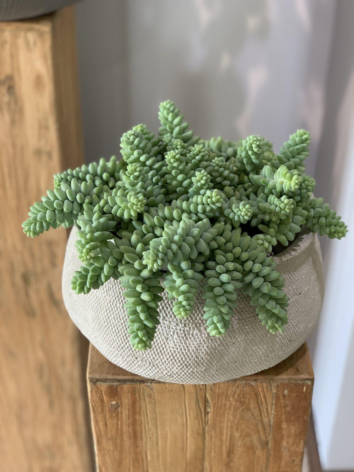 Succulent Burro S Tail - View 7 from www redcrocus com