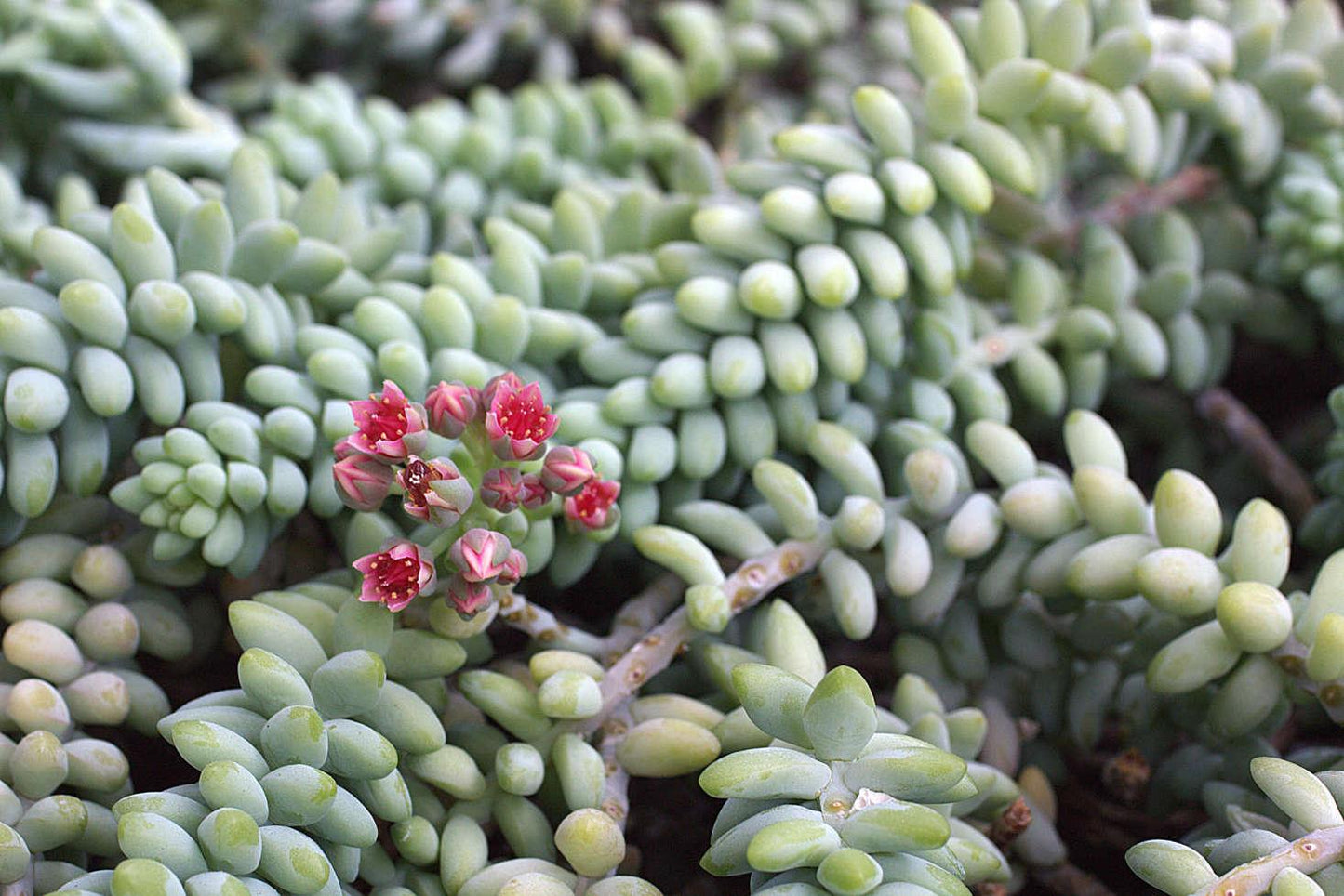 Succulent Burro S Tail - View 8 from www redcrocus com