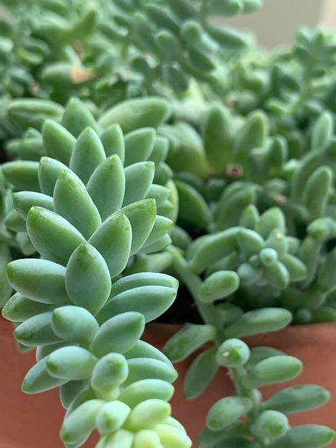 Succulent Burro S Tail - View 9 from www redcrocus com