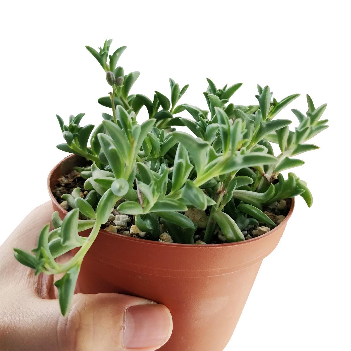 Succulent String Of Dolphins - View 8 from www redcrocus com