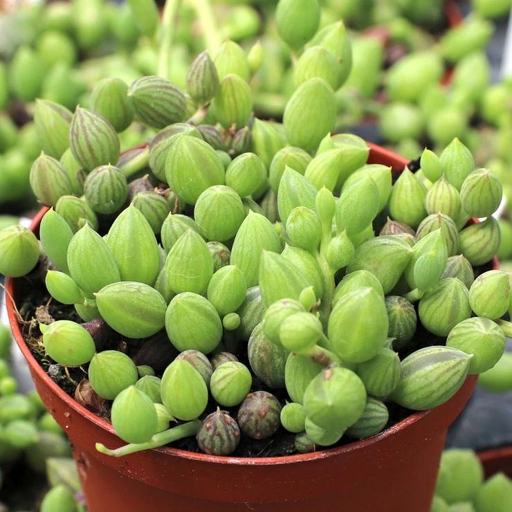 Succulent, 'string Of Watermelons' - View 14 from www redcrocus com