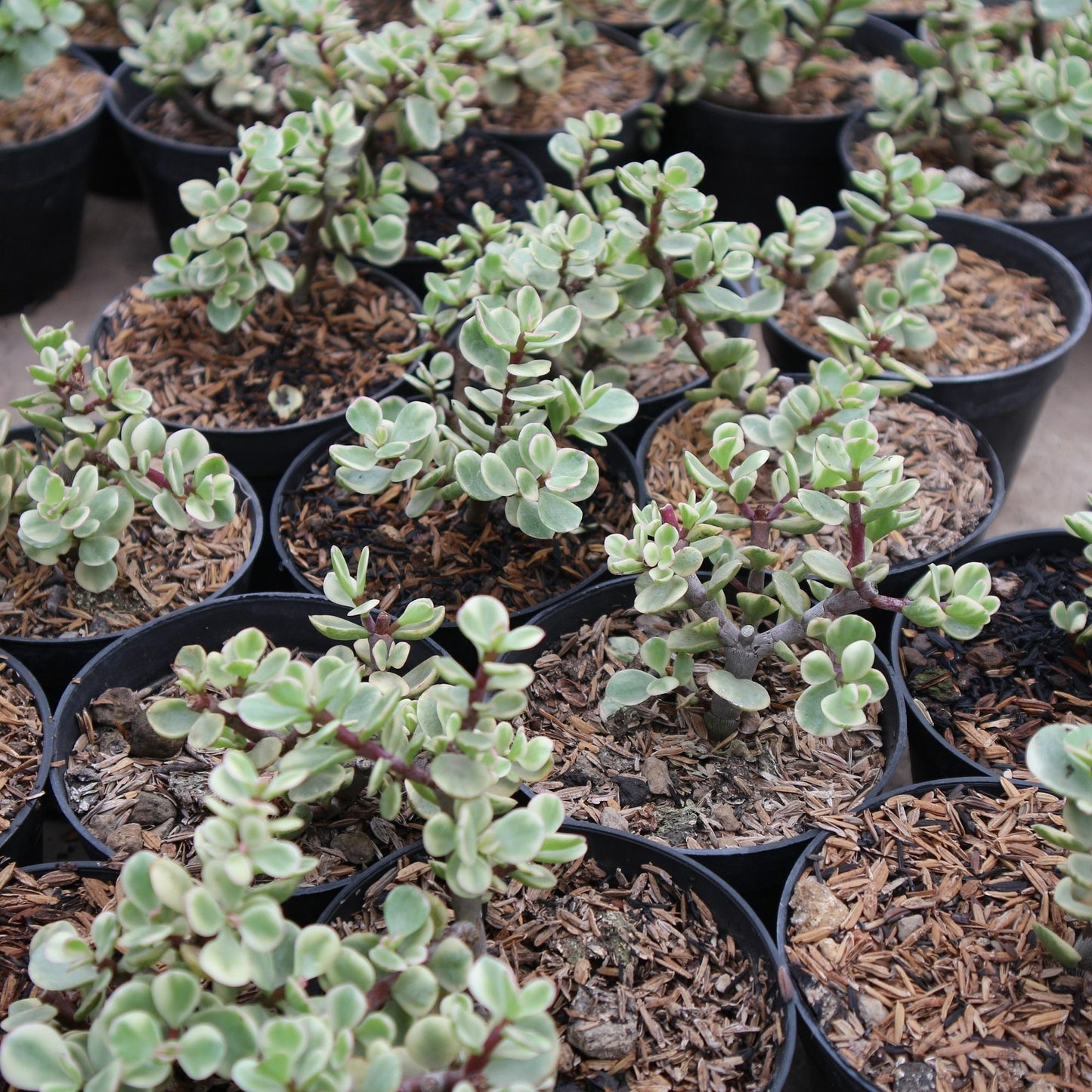 Portulacaria Afra - View 19 from www redcrocus com