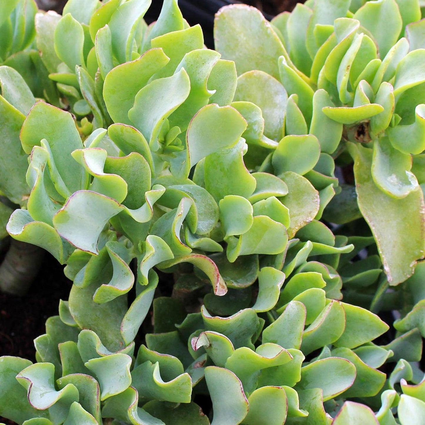 Crassula Jade - View 11 from www redcrocus com