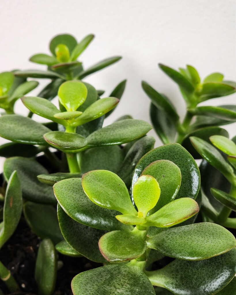Crassula Jade - View 14 from www redcrocus com