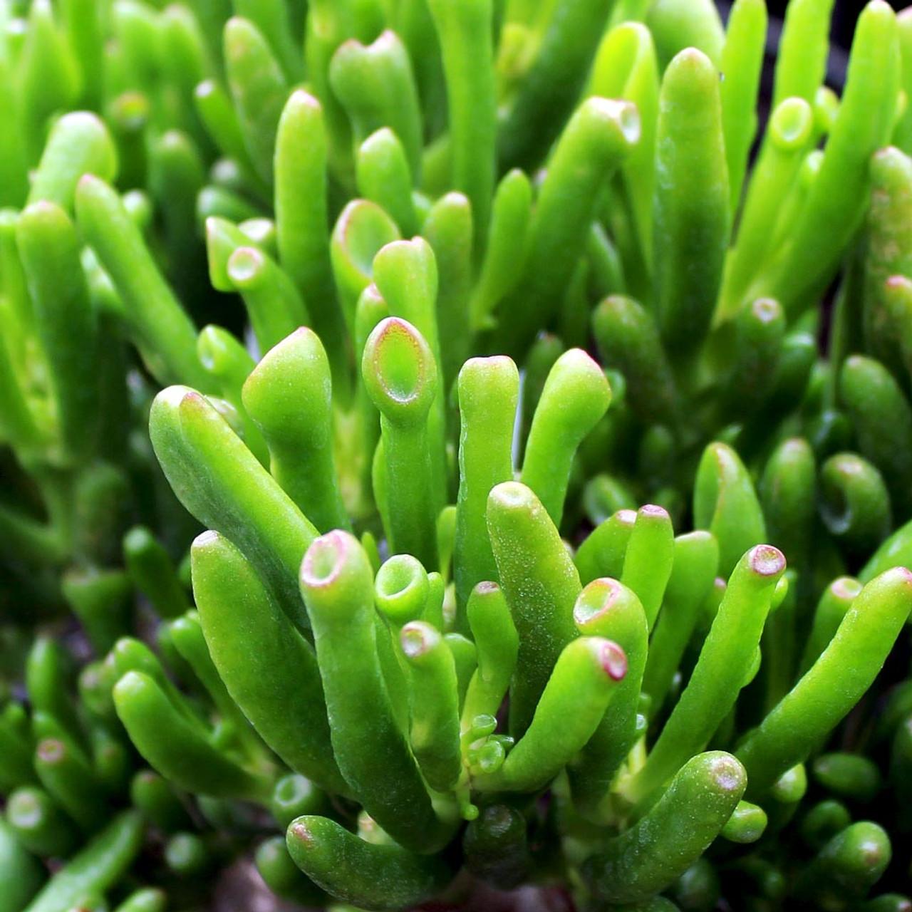 Crassula Jade - View 16 from www redcrocus com