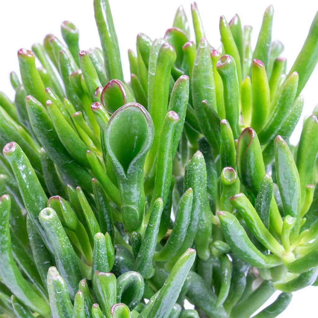 Crassula Jade - View 19 from www redcrocus com