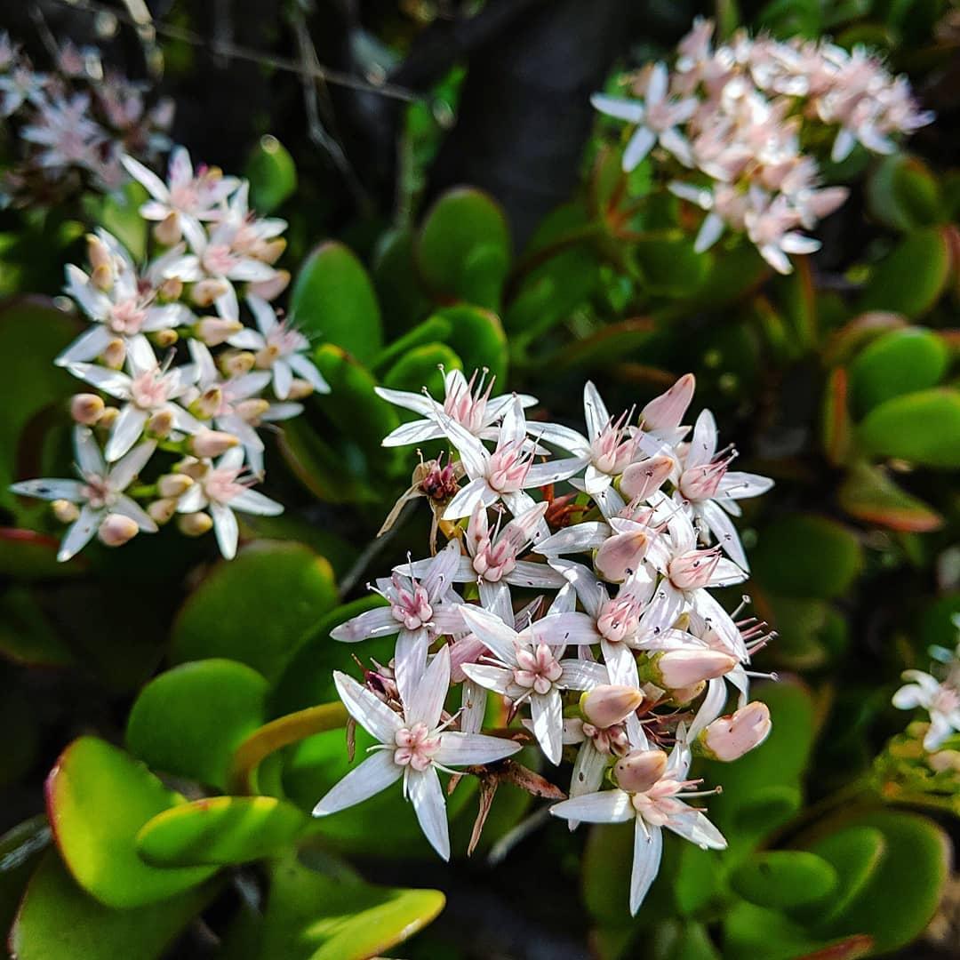 Crassula Jade - View 3 from www redcrocus com