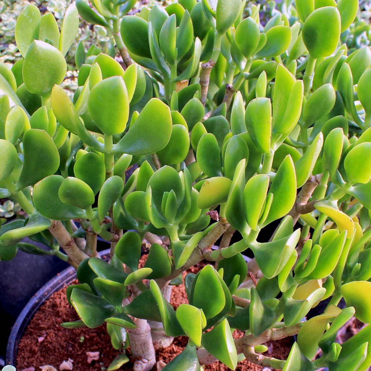 Crassula Jade - View 4 from www redcrocus com