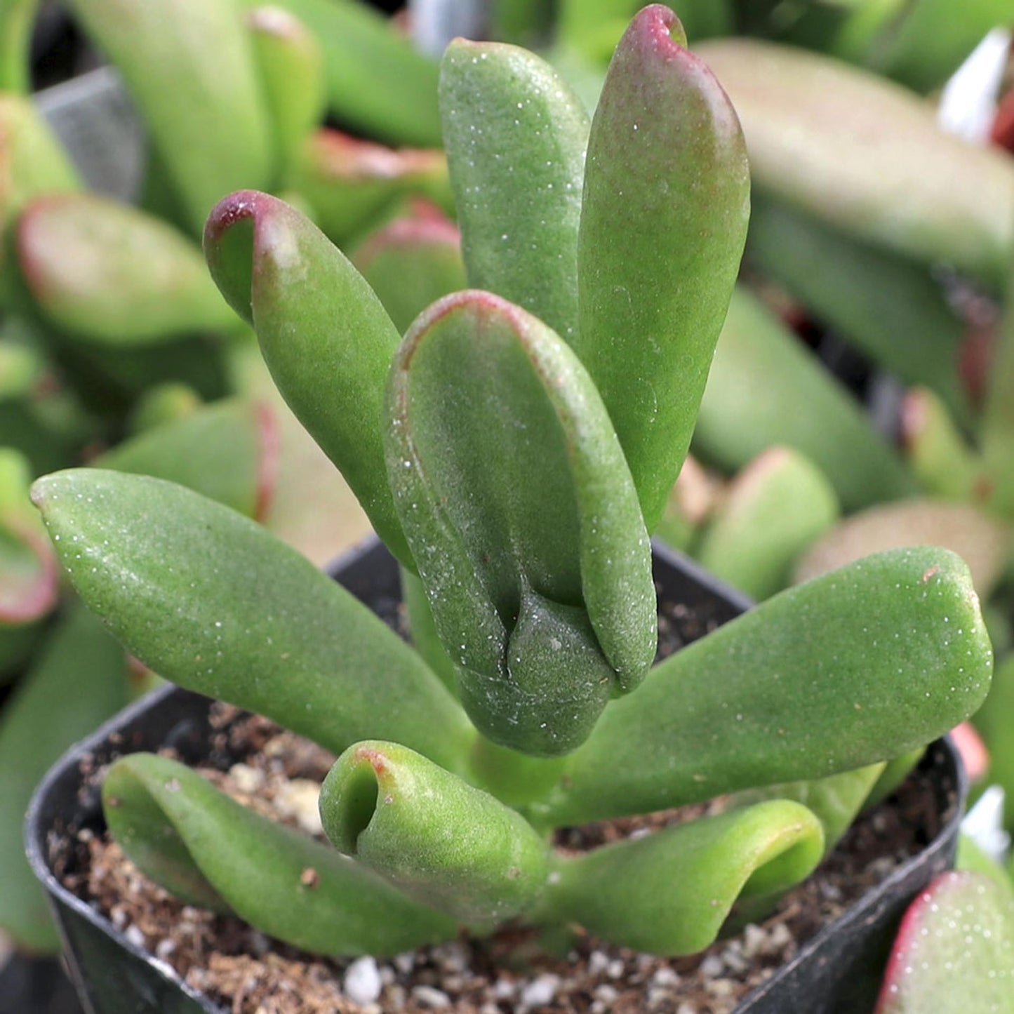 Crassula Jade - View 5 from www redcrocus com