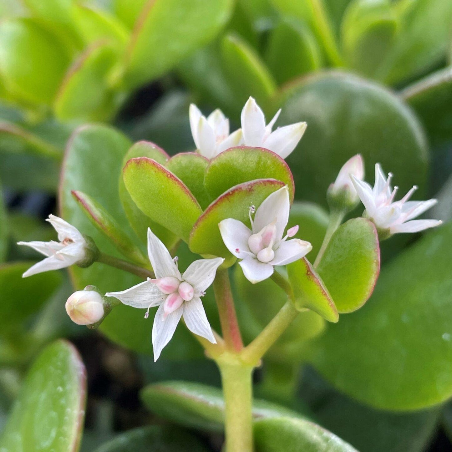 Crassula Jade - View 6 from www redcrocus com
