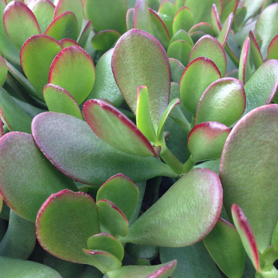 Crassula Jade - View 7 from www redcrocus com