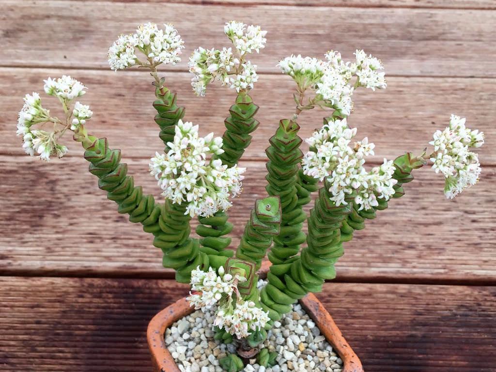 Crassula Jade - View 9 from www redcrocus com